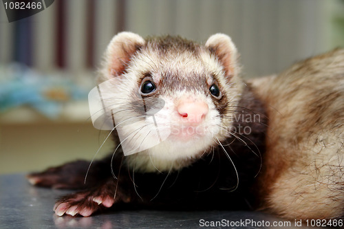 Image of Close-up of ferret, 3 years old, on the iron table
