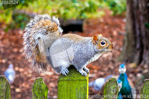 Image of Squirrel at fence