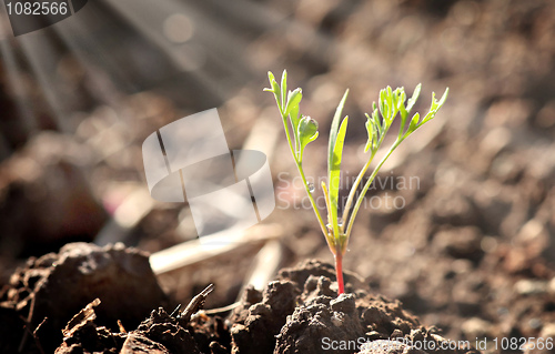 Image of  little young plant sprout