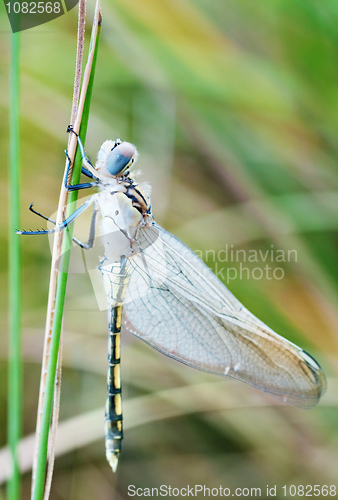 Image of young dragonfly 