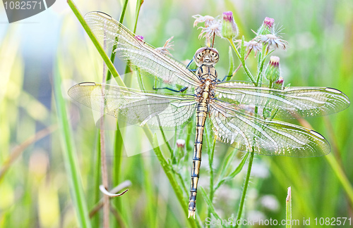 Image of young dragonfly 