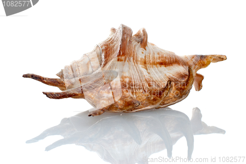 Image of Sea seashell 