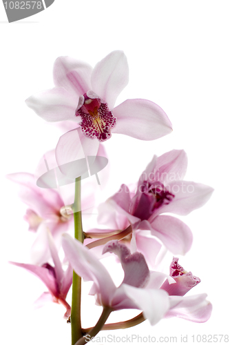 Image of White and pink orchids
