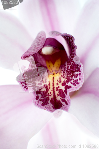 Image of Pink orchid 