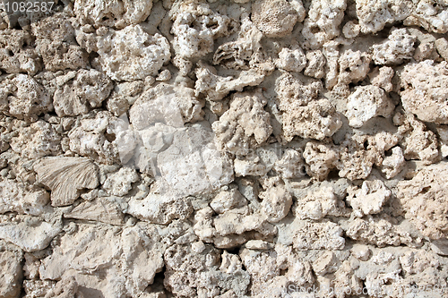 Image of wall of weird fossilized seashells and corals