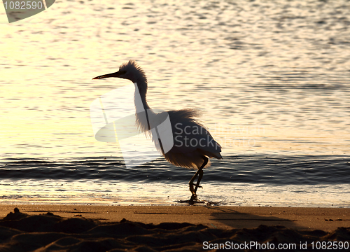 Image of fun disheveled heron bird