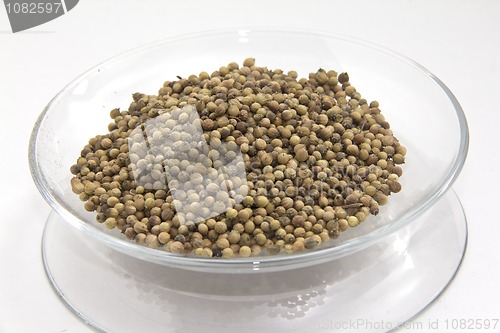 Image of Coriander