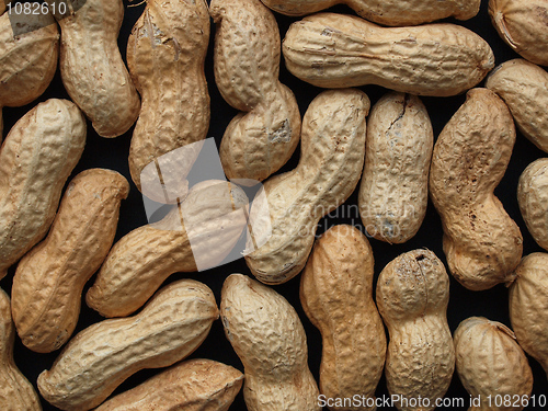 Image of Peanut