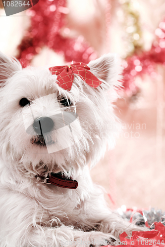 Image of Westie