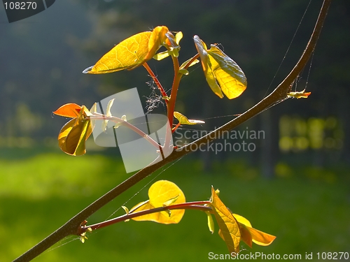 Image of Young Tree Leafs