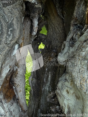 Image of Dead Tree Trunk