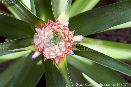 Image of Ananas Fruit And Flower