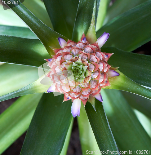 Image of Ananas Fruit And Flower