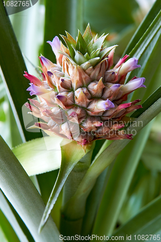 Image of Ananas Fruit And Flower