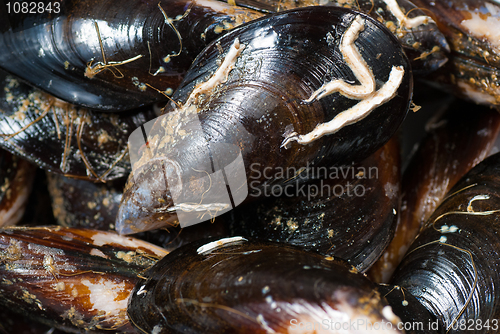 Image of Mussels