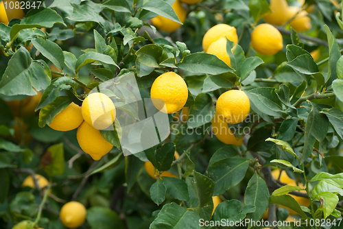 Image of Lemon tree