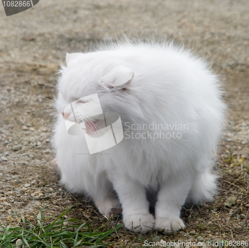 Image of White fluffy cat