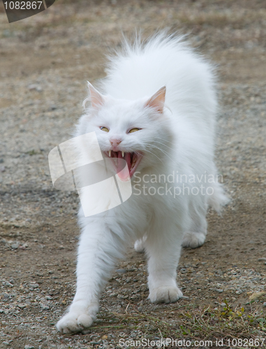 Image of White fluffy cat