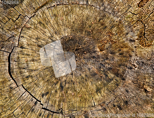 Image of Stump