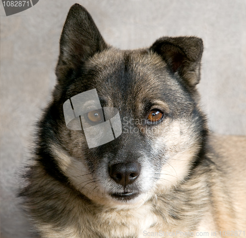 Image of The dog snout