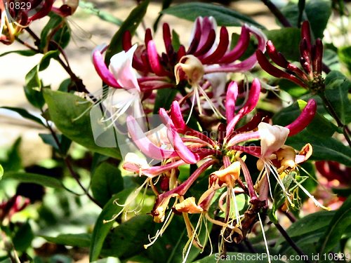 Image of honeysuckle