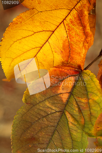 Image of Autumn leaves