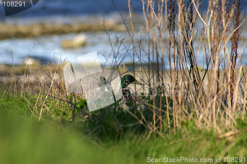 Image of bird