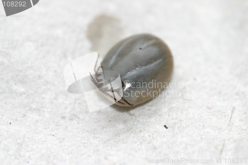 Image of tick