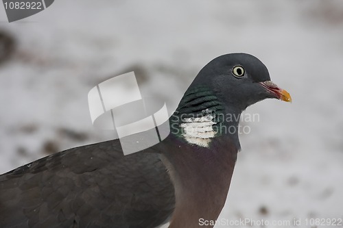 Image of wood pigeon