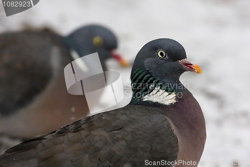 Image of Wood pigeon