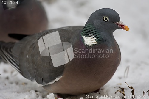 Image of wood pigeon