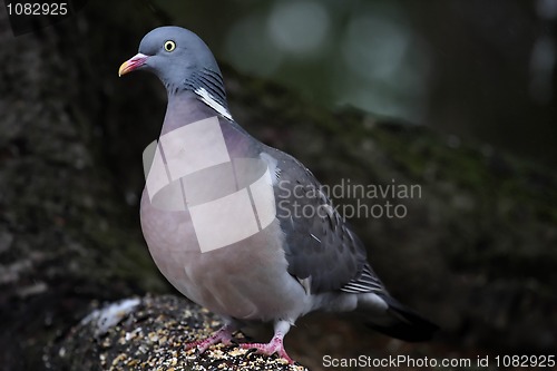 Image of Wood pigeon