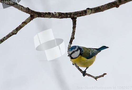 Image of Blue tit