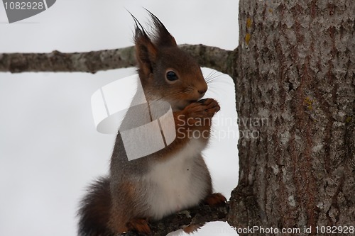 Image of Red squirrel