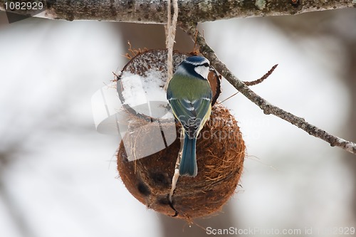 Image of Blue tit