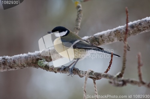 Image of Great tit