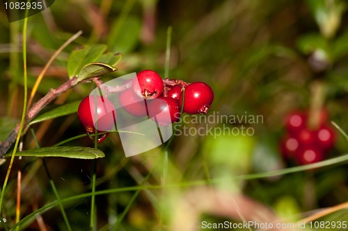 Image of lingonberries