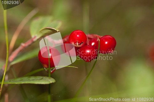 Image of Lingonberries