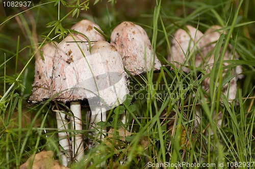 Image of ink cap