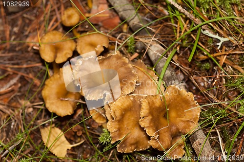 Image of Chanterelles