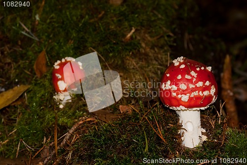 Image of Fly agaric