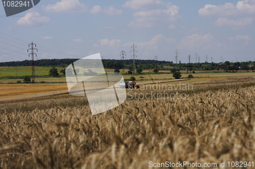 Image of golden corn field