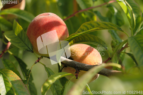 Image of fresh peaches