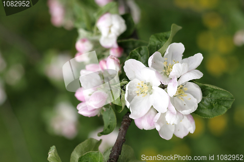 Image of white apple flower 