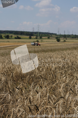 Image of golden corn field