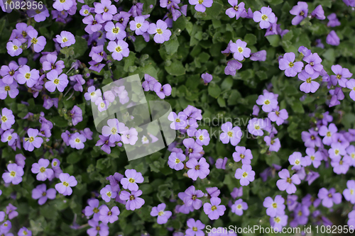 Image of violet flower background