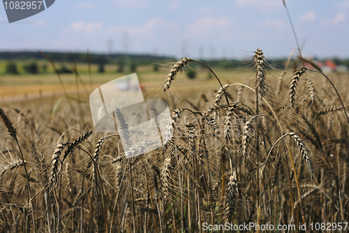 Image of golden corn field