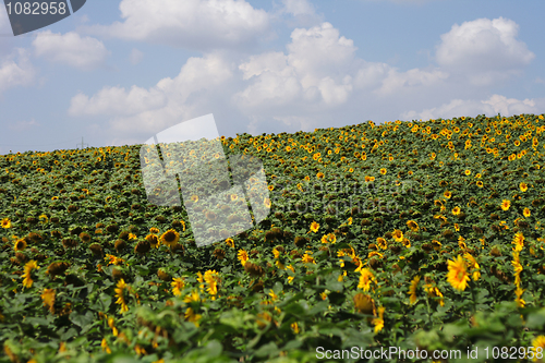 Image of sunflowers field