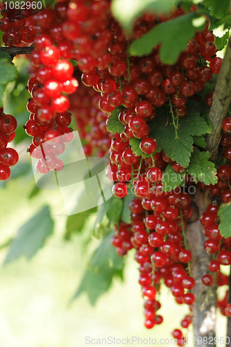 Image of red currant