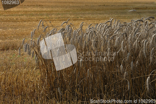 Image of golden corn field